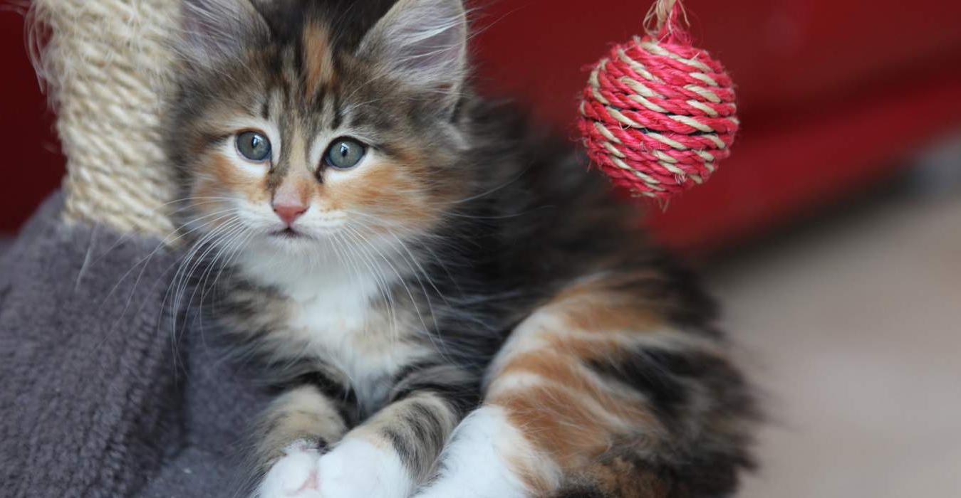 meow